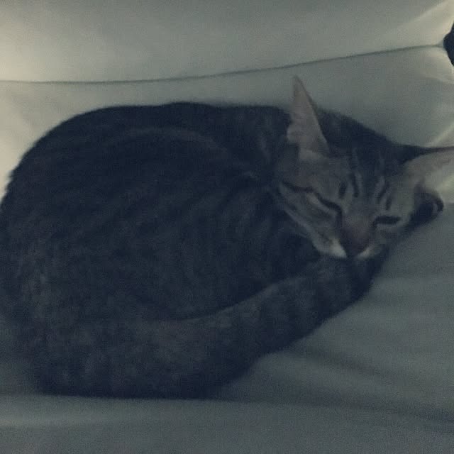 sayasさんの実例写真