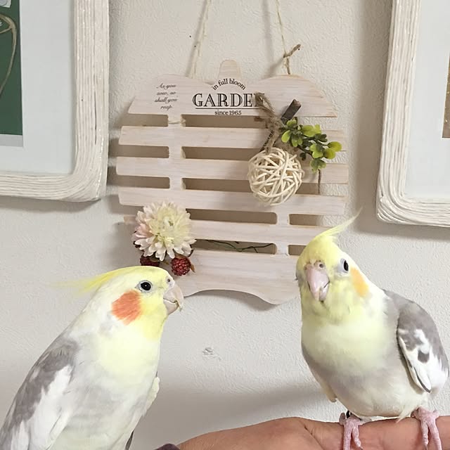 puriyuzuさんの実例写真