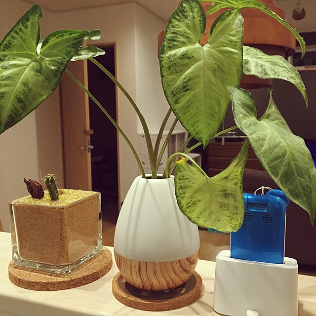 viraさんの実例写真