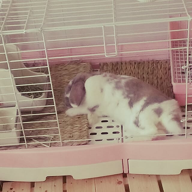 COROLさんの実例写真