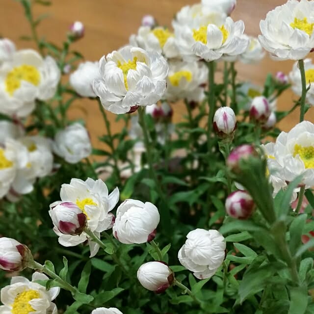 hitomiさんの実例写真