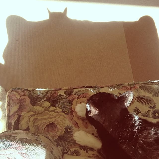 Tippiさんの実例写真