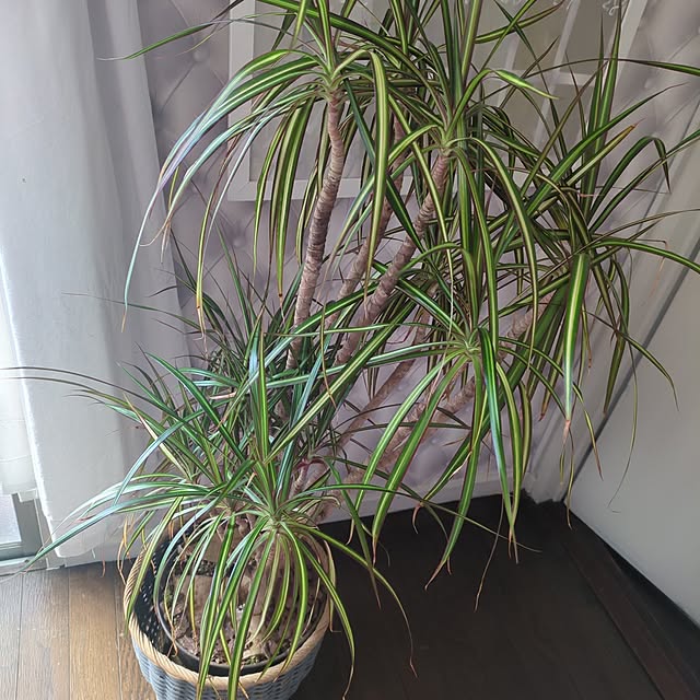 purpurapsycheさんの実例写真