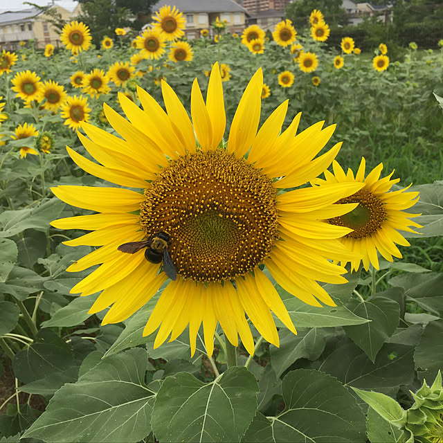 Yasuyukiさんの実例写真