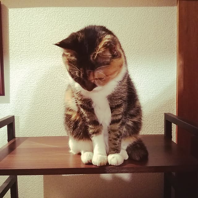 nyanydaysさんの実例写真