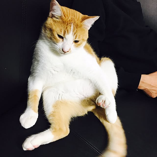 abcさんの実例写真