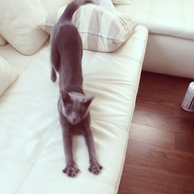 canaさんの実例写真
