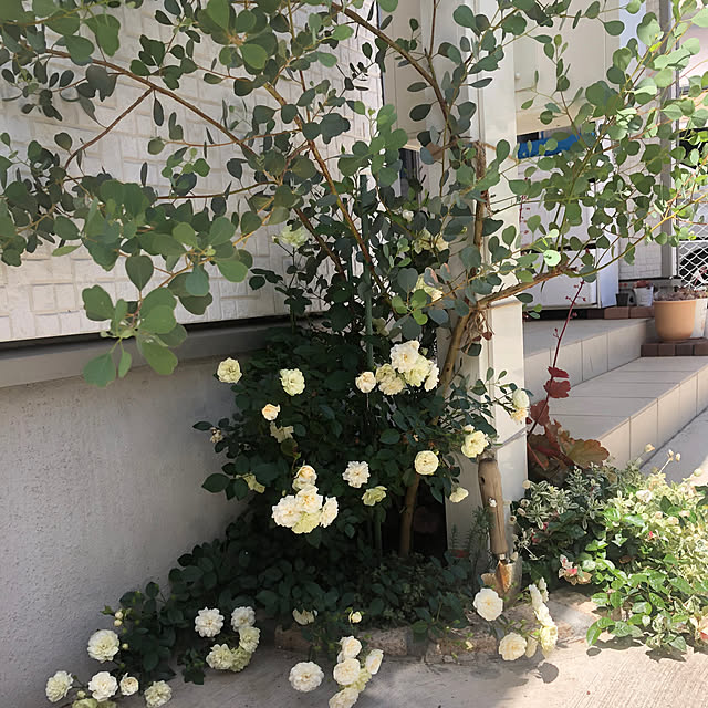 yuyuさんの実例写真