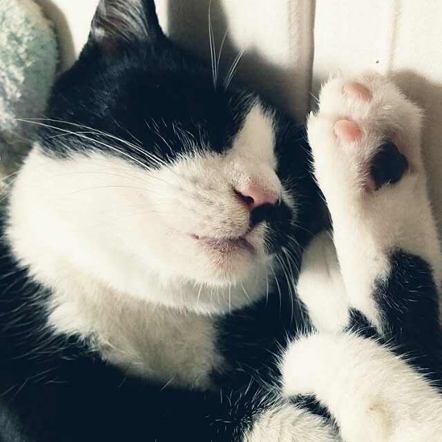 chatnoirさんの実例写真