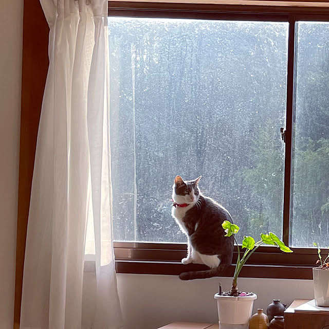 nekosamaさんの実例写真