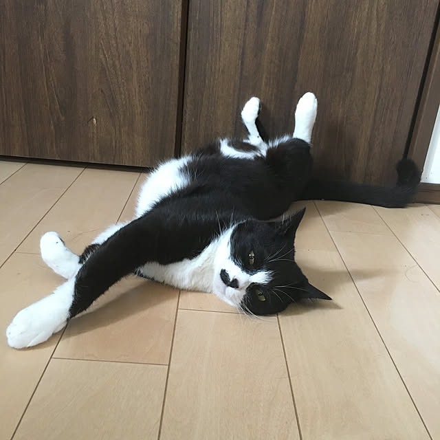 nekoさんの実例写真