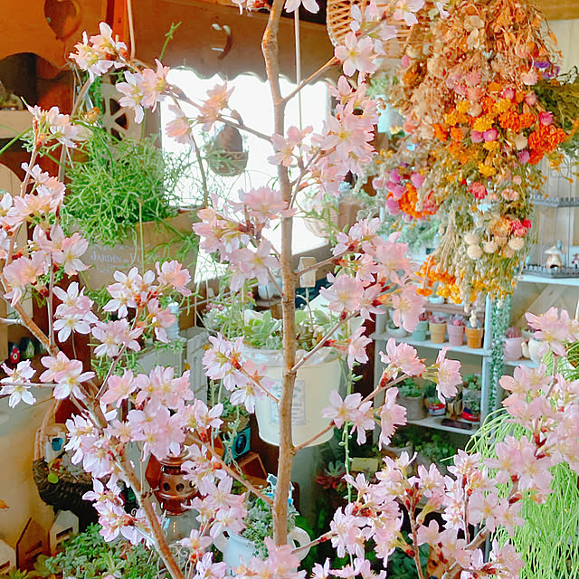 Hanakaさんの部屋