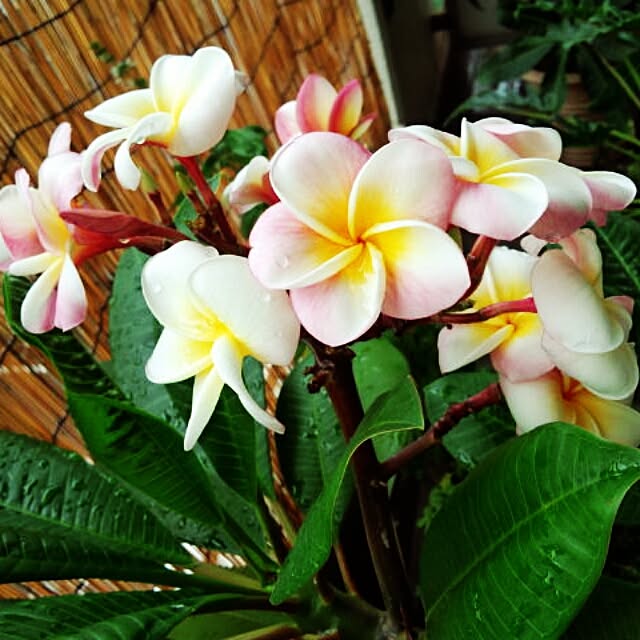 ganeshさんの実例写真