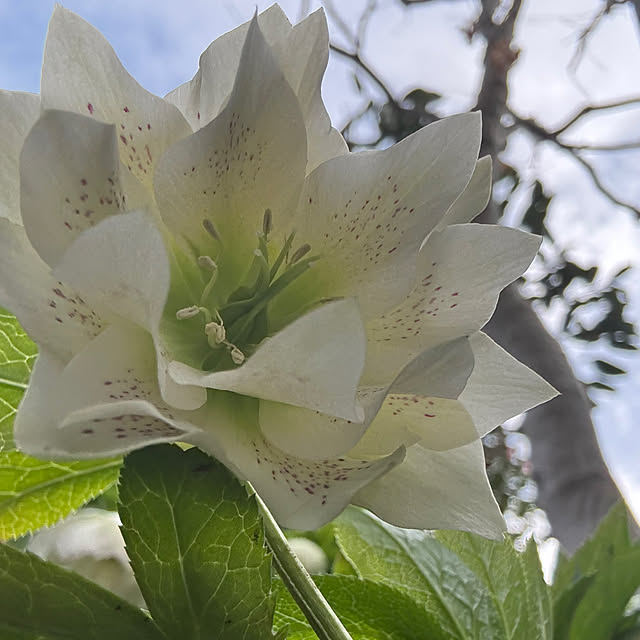 mamizaさんの実例写真