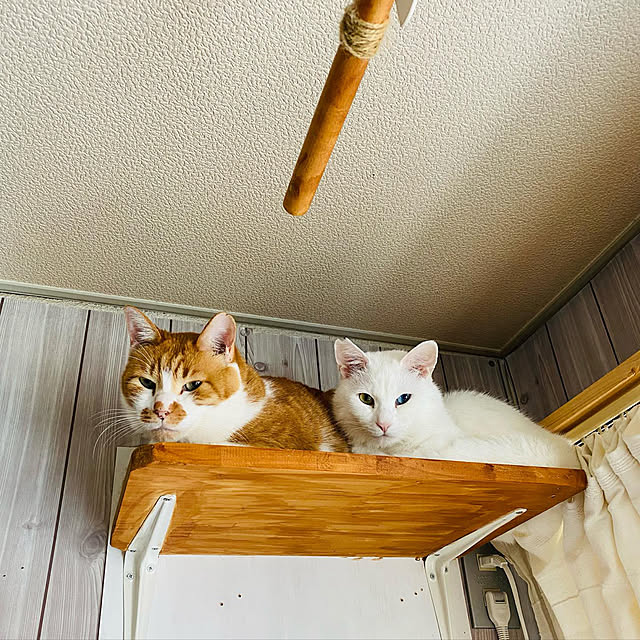 SHIHOさんの実例写真