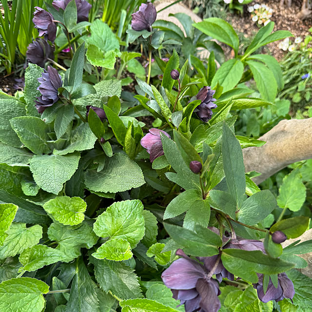 mamizaさんの部屋