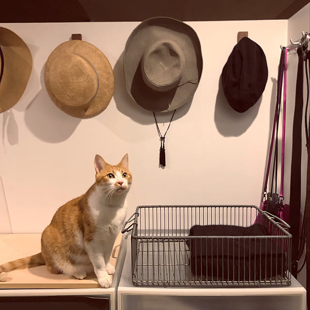lalaさんの実例写真