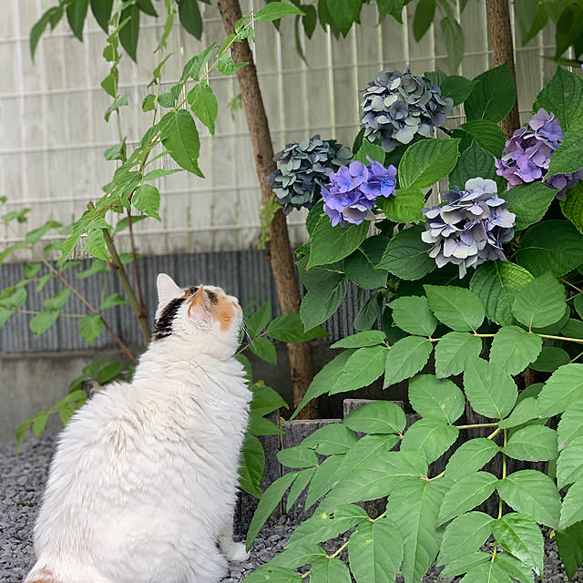 好きなものを少しづつ/励みになります♪/10歳/建売/植物のある暮らし...などのインテリア実例 - 2020-07-19 13:33:50