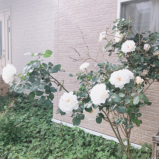 Eriさんの実例写真
