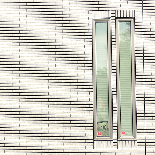 壁/天井/わんこと暮らす家/ペットと暮らす/アイスマート/ホワイトインテリア...などのインテリア実例 - 2017-03-09 23:39:00