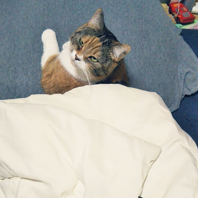 yukieさんの実例写真