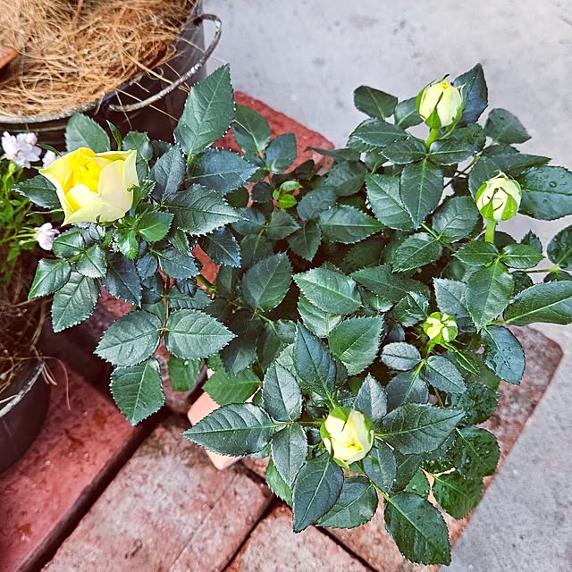 mocomocoさんの部屋