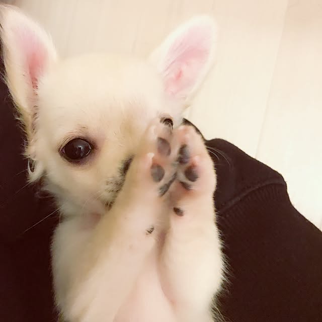 Lapinさんの実例写真