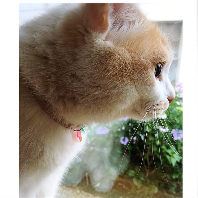 mintcatさんの実例写真
