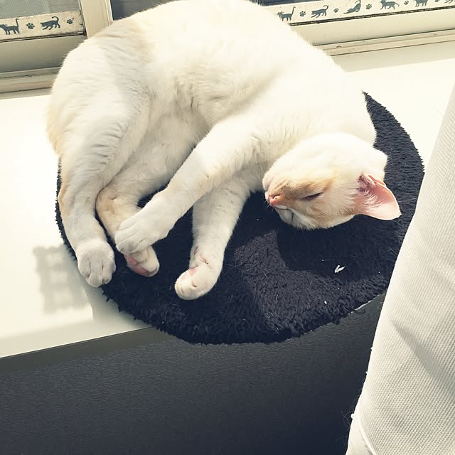 toufuさんの実例写真