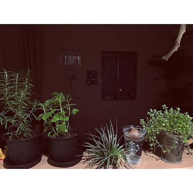 キッチン/観葉植物のインテリア実例 - 2016-10-14 13:50:16