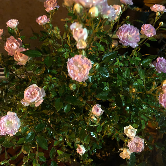 beautifulflowerさんの実例写真