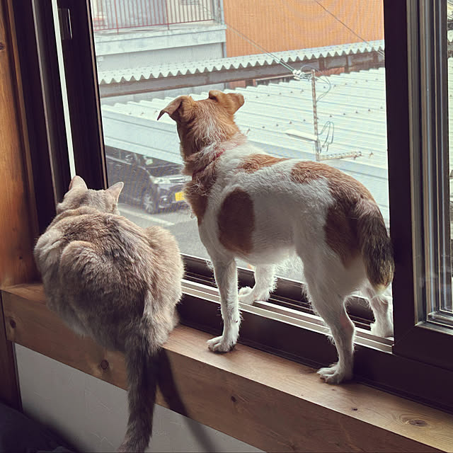 PU930さんの実例写真
