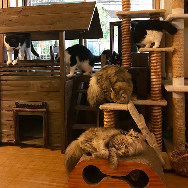 butachanさんの実例写真