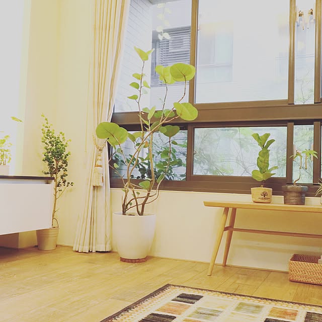 windowsericsさんの実例写真