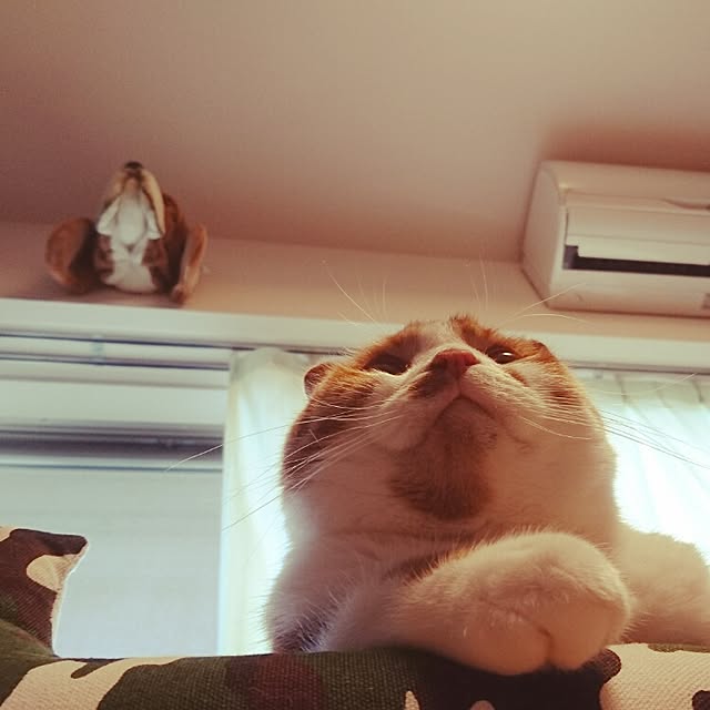 Sachiさんの実例写真