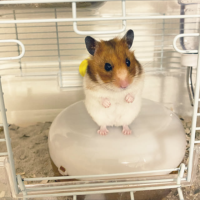 ohanaさんの実例写真