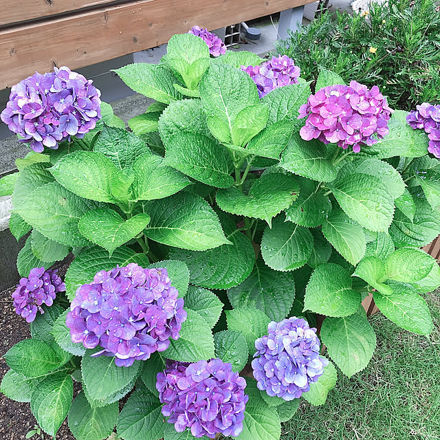 実例写真