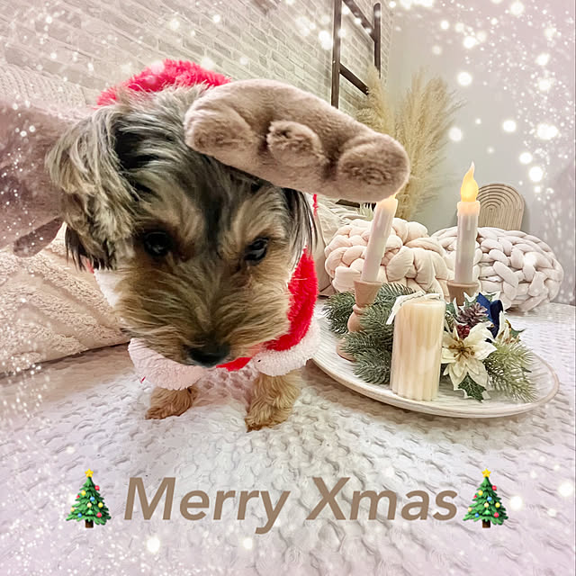 小麦♂/ヨーキー♡/Xmas/2022.12.25/フォロー＆いいね！ありがとうございます☆...などのインテリア実例 - 2022-12-25 16:54:49