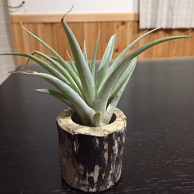 miyaさんの実例写真
