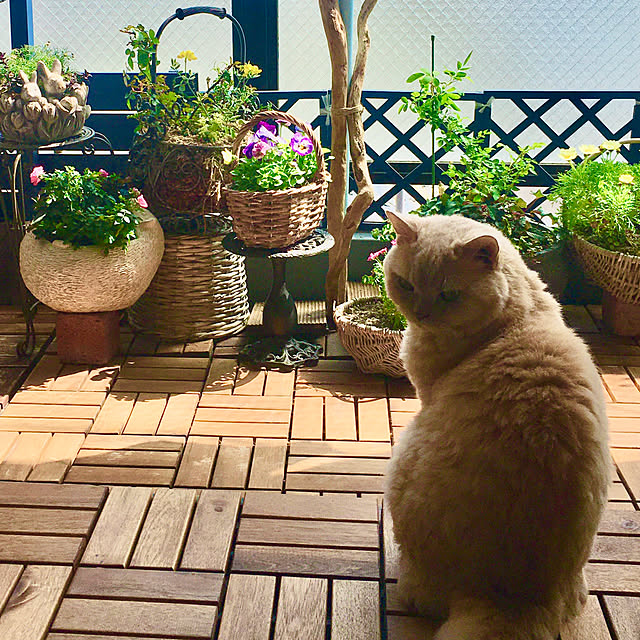 naokoさんの部屋