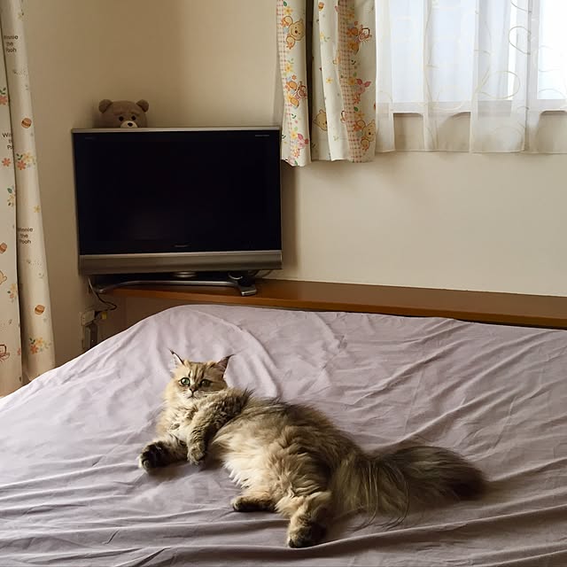 butachanさんの実例写真