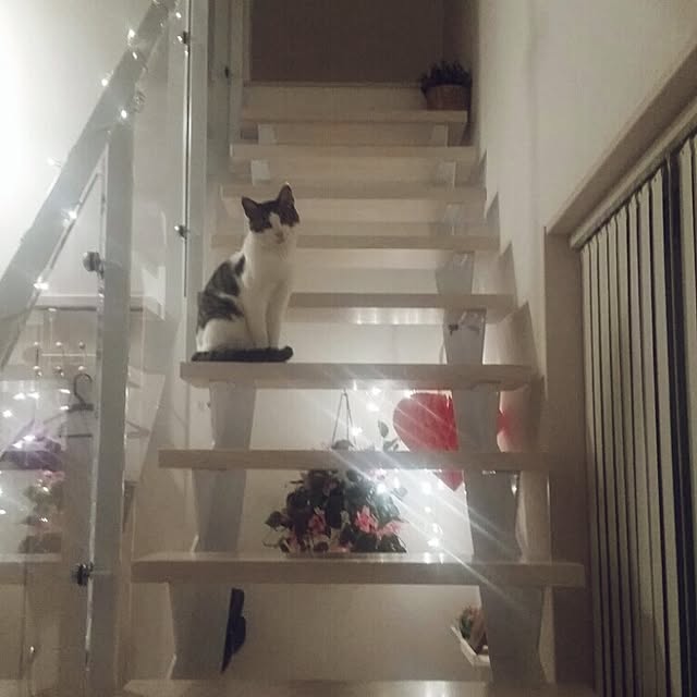 runayucoさんの実例写真