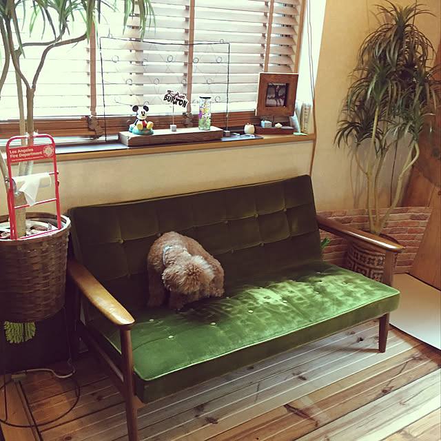 部屋全体/観葉植物/照明/多肉植物/カフェ風...などのインテリア実例 - 2018-12-29 23:09:24