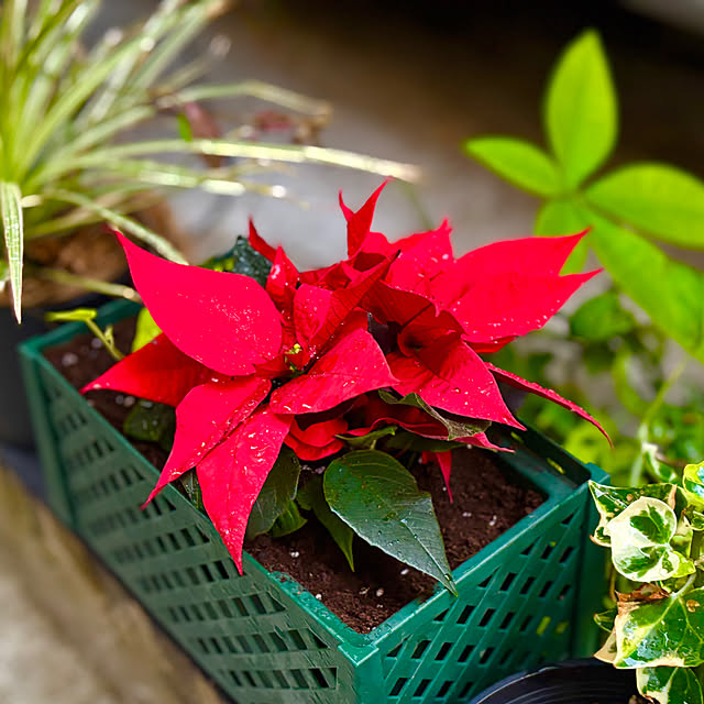 tututu0204さんの実例写真