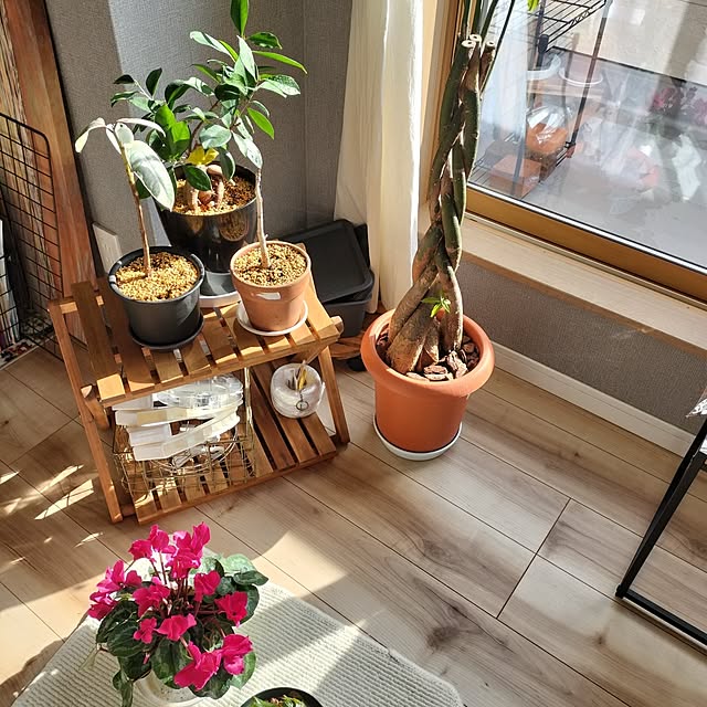 apoさんの実例写真