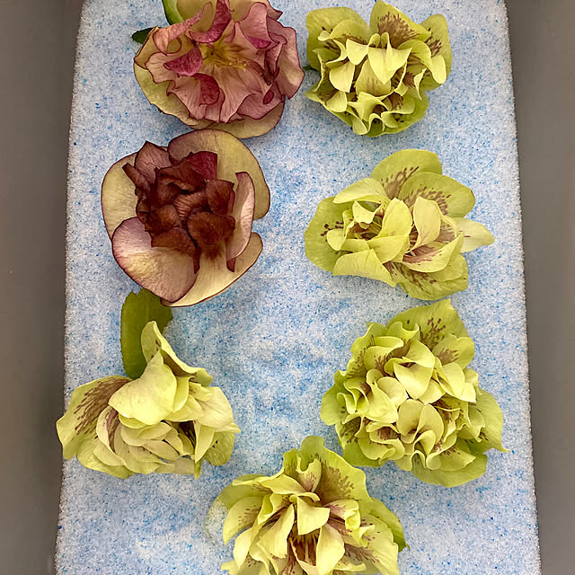 capelさんの部屋