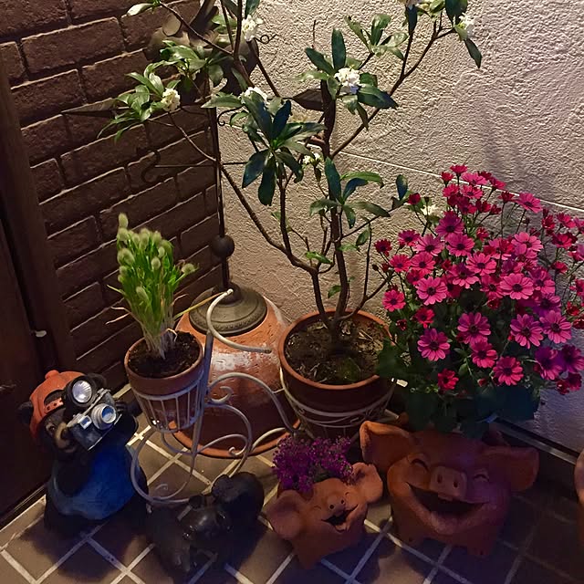 butachanさんの実例写真