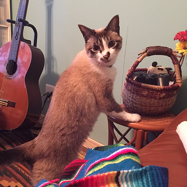bowbowcoさんの実例写真
