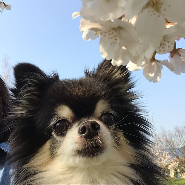 asako.10さんの実例写真