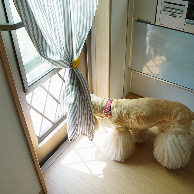 Shooowkoさんの実例写真